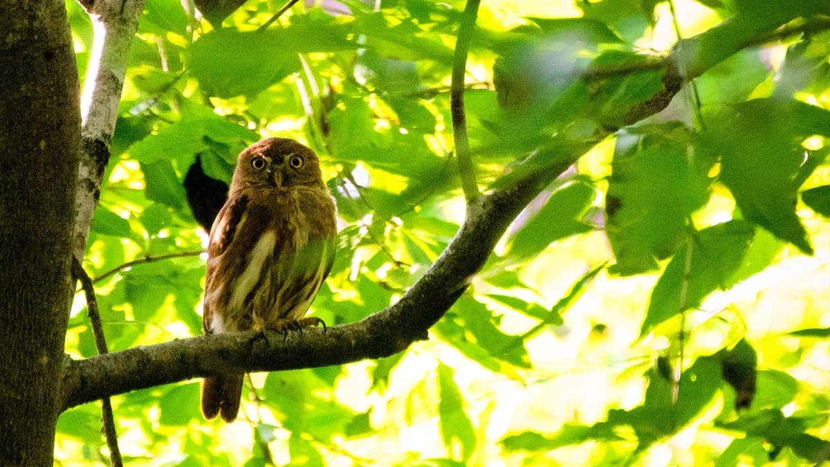 Avistamiento de aves en Parque WTD